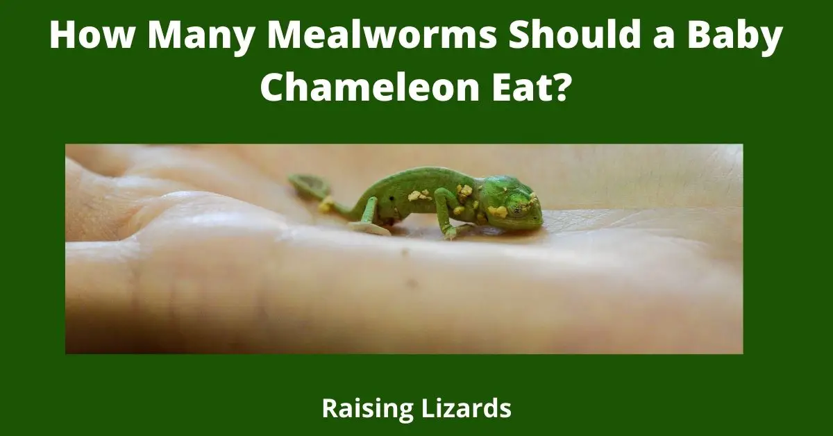 How Many Mealworms Should a Baby Chameleon Eat?