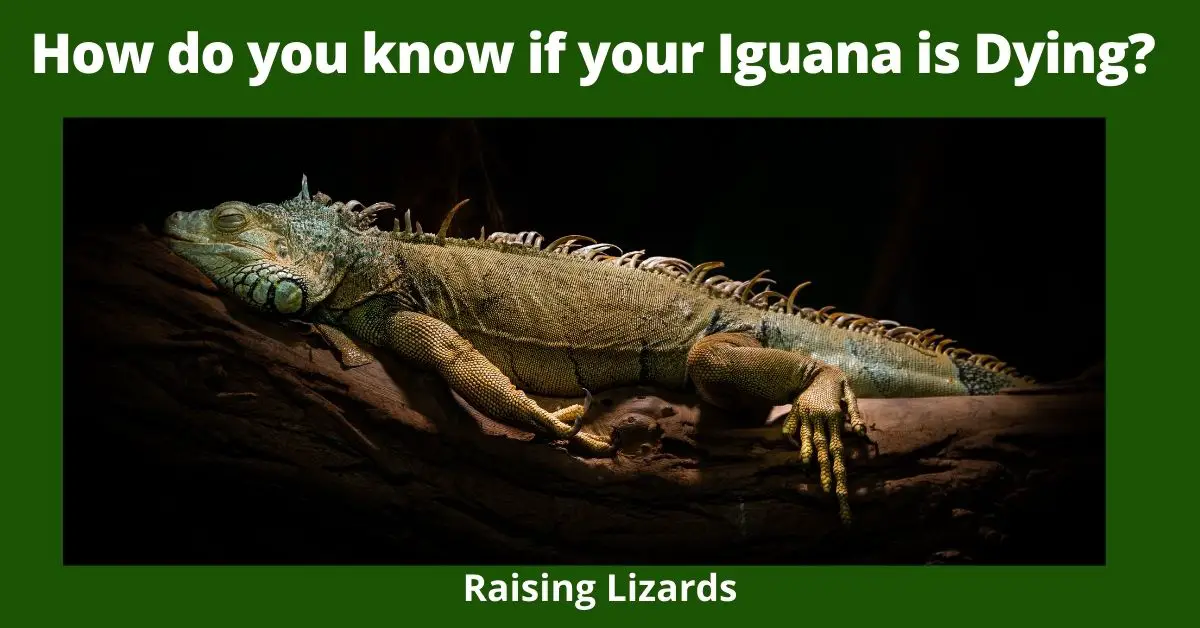 How do you know if your Iguana is Dying?