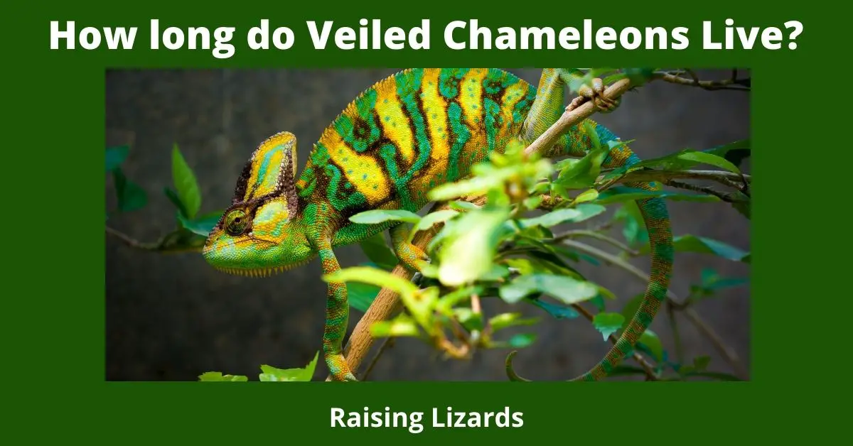 How long do Veiled Chameleons Live?