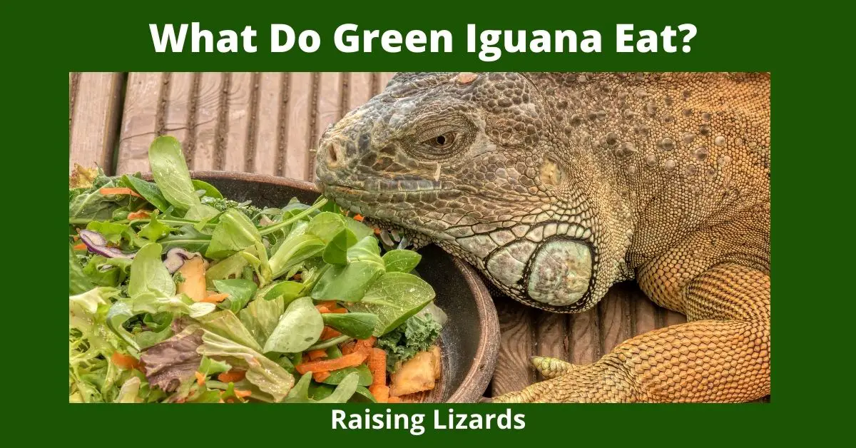 What Do Green Iguana Eat?