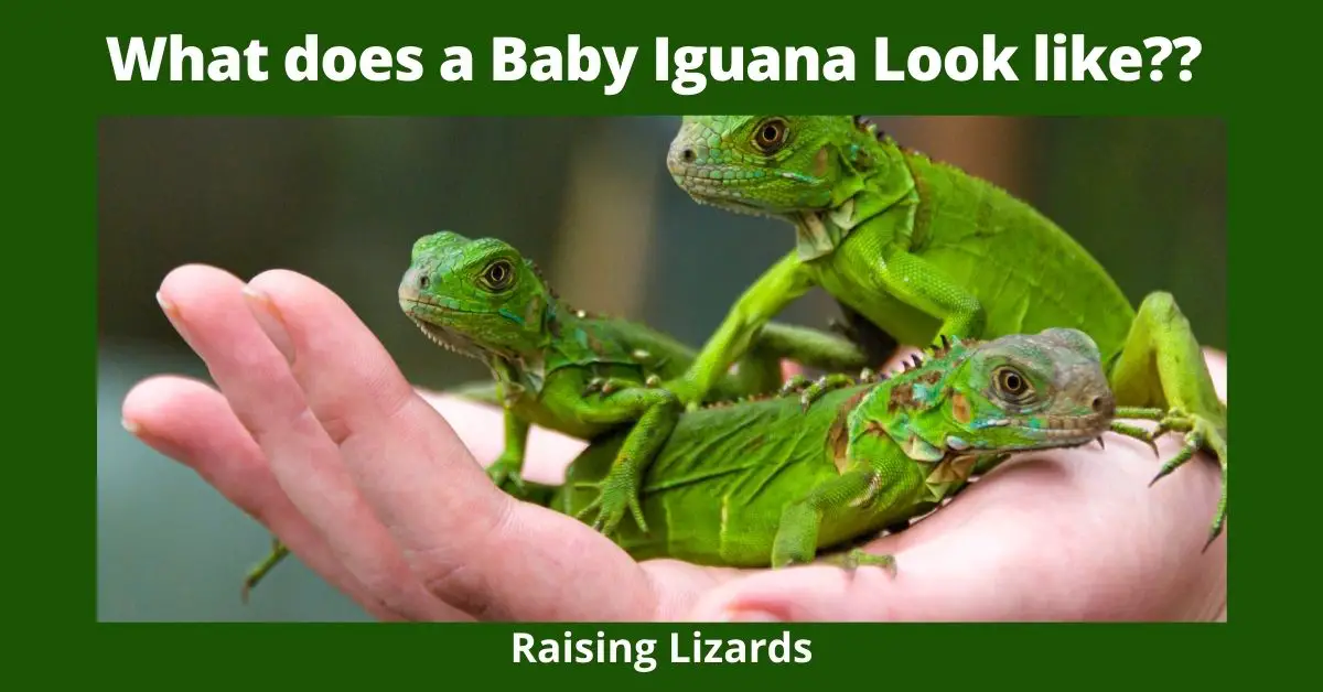 What does a Baby Iguana Look like?