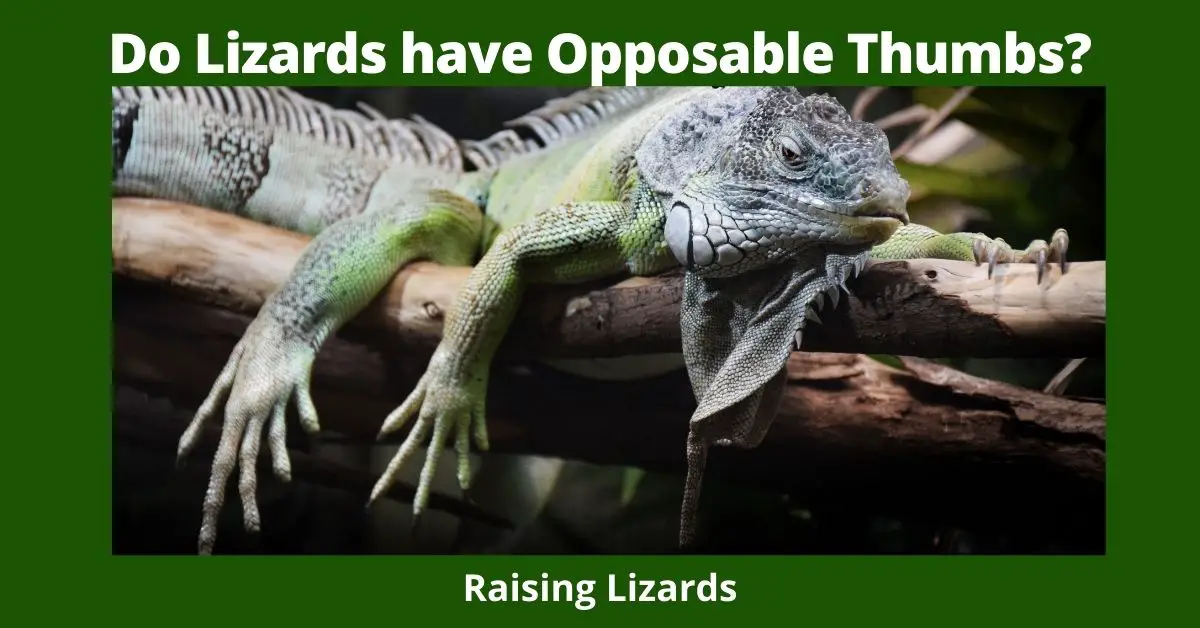 Do Lizards have Opposable Thumbs?