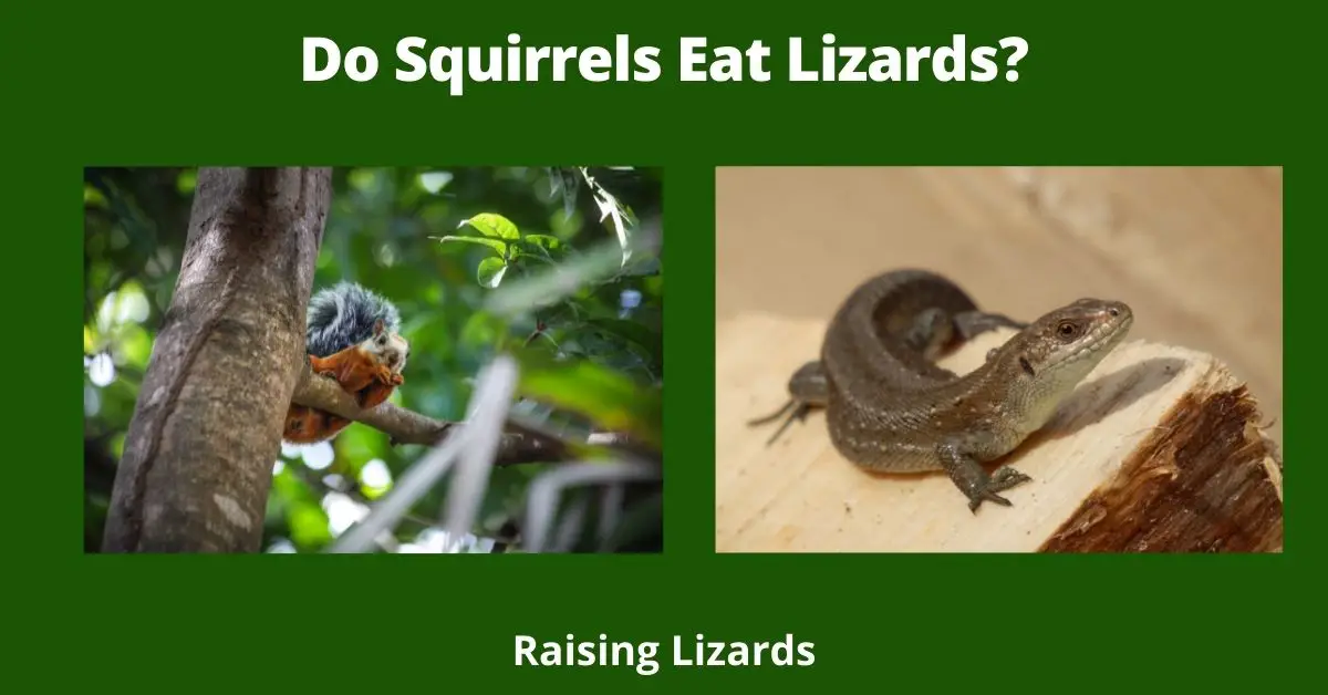 Do Squirrels Eat Lizards?