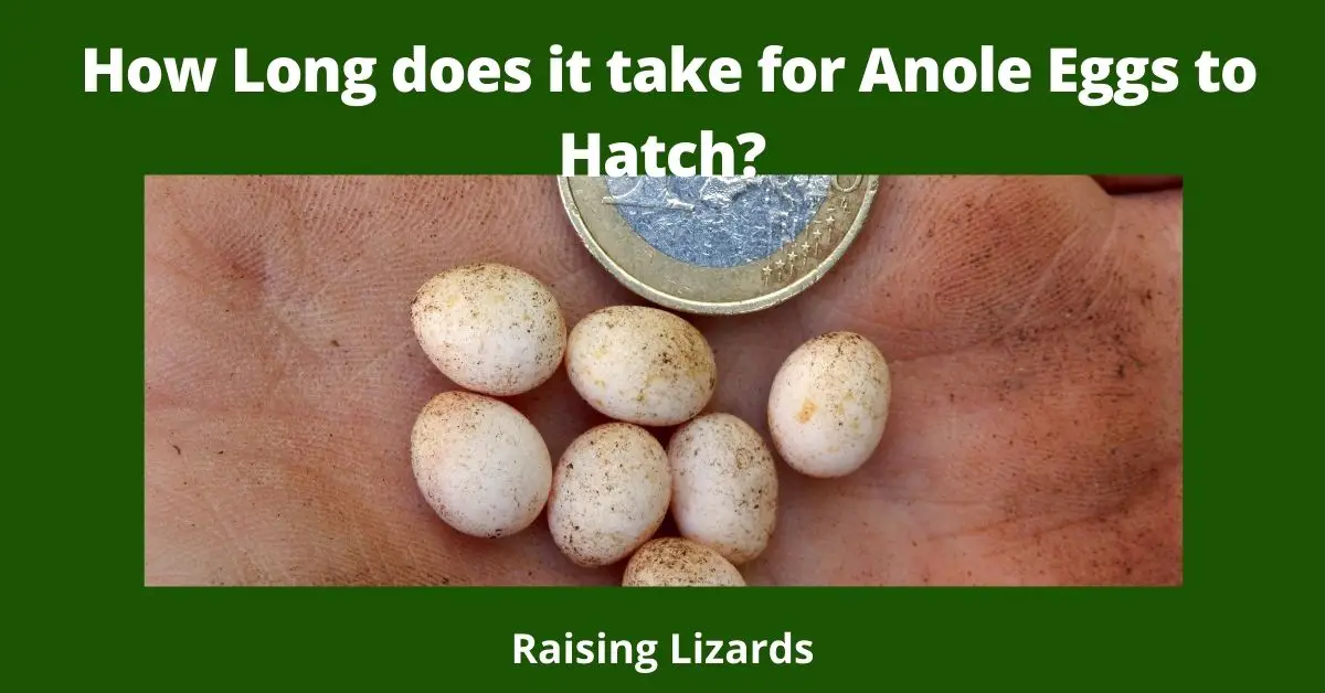 How Long does it take for Anole Eggs to Hatch?
