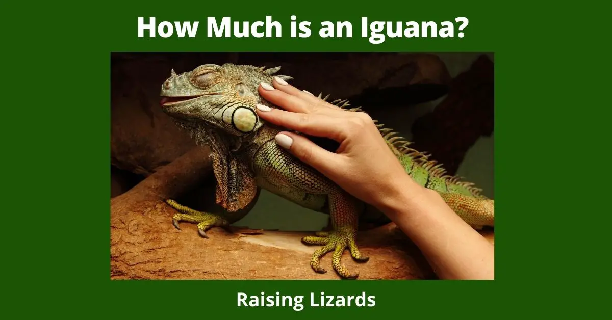 How Much is an Iguana?