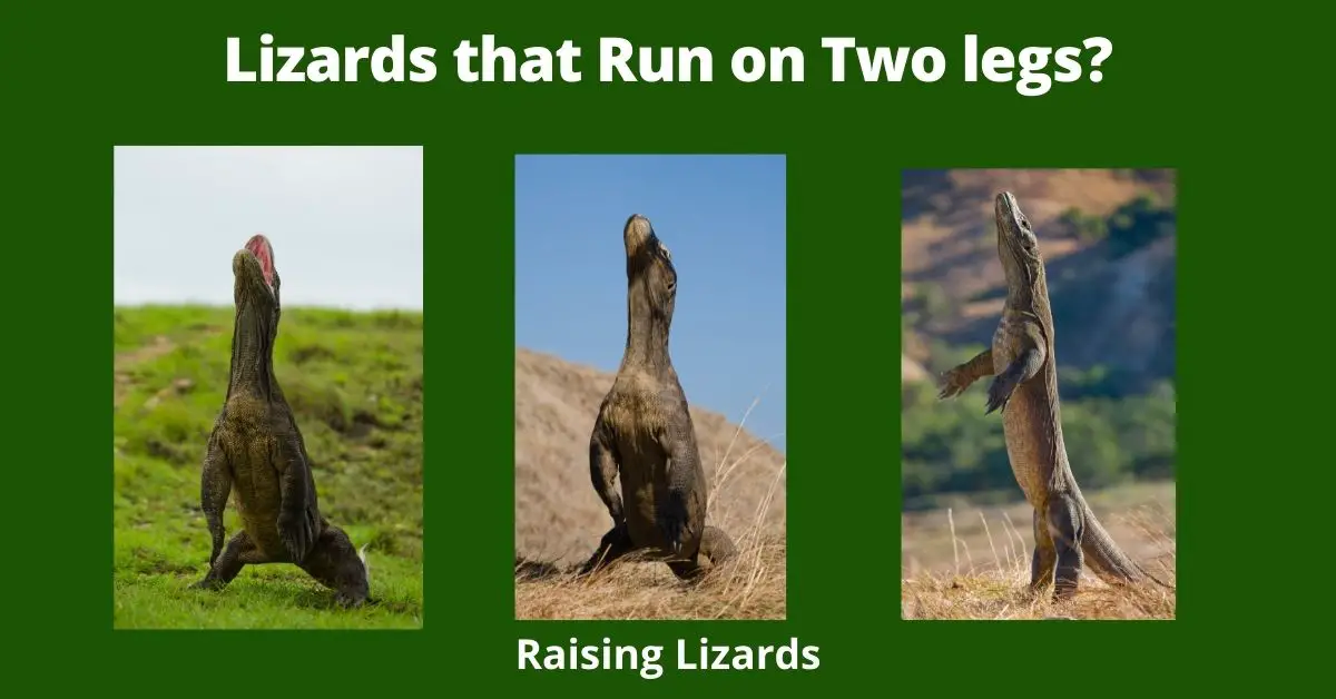 Lizards that Run on Two legs?