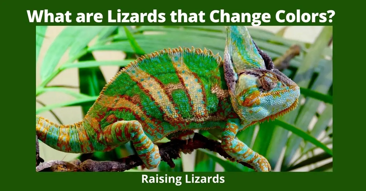 What are Lizards that Change Colors?