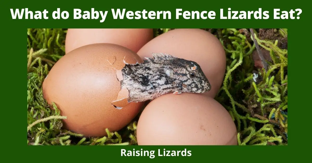 What do Baby Western Fence Lizards Eat?