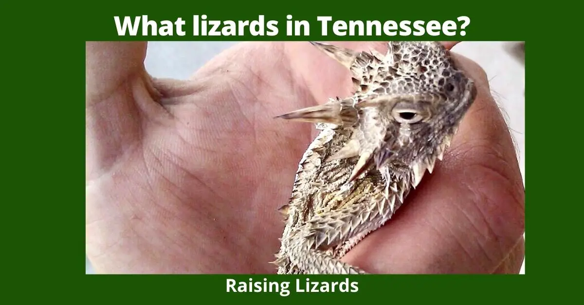 What lizards in Tennessee?